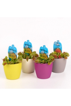 DIONEA MUSCIPULA C-8.5...