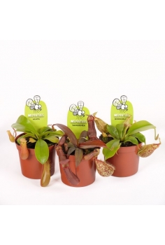 NEPENTHES C-8.5 (alt: 10cm) *