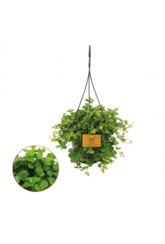 PEPEROMIA ROTUNDIFOLIA...