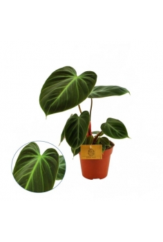 PHILODENDRON CHOCO RED C-12...