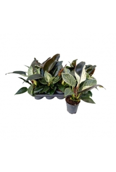 PHILODENDRON MAXIMUS C-12...