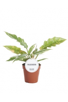 PHILODENDRON RING OF FIRE...