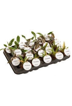 PHILODENDRON PRINCESS MIX...