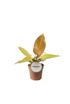 PHILODENDRON ORANGE...