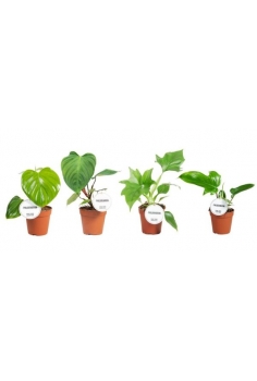 PHILODENDRON GREEN MIX C-12...