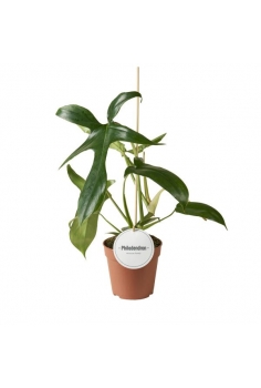 PHILODENDRON GLADHANDS C-12...