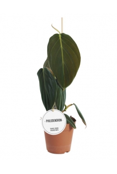 PHILODENDRON GIGAS C-12...