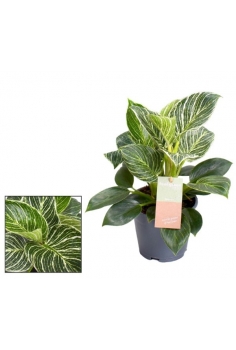 PHILODENDRON BIRKIN C-14...