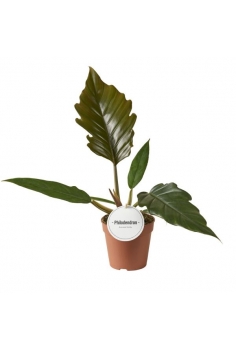 PHILODENDRON CHOCO EMPRESS...