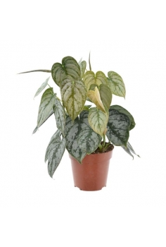 PHILODENDRON BRANDTIANUM...