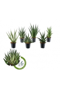 SANSEVIERIA MIX C-12 (alt:...