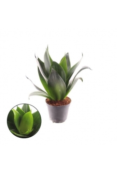 SANSEVIERIA SAMURAI C-8.5...