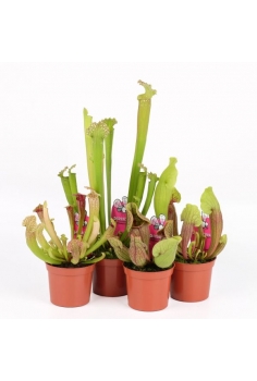 SARRACENIA PURPUREA MIX...