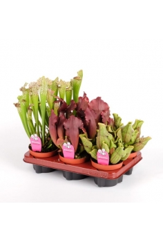 SARRACENIA PURPUREA C-12...