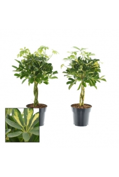SCHEFFLERA TRENZADA C-17...