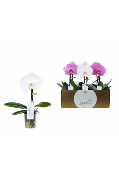 PHALAENOPSIS SINGOLO MIX...