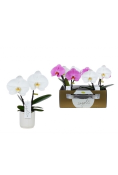 PHALAENOPSIS SINGOLO...