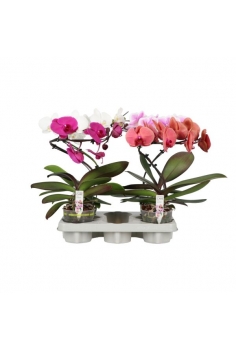 PHALAENOPSIS TWISTER MIX...