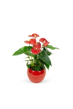 ANTHURIUM ROJO CERÁMICA...
