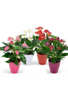 ANTHURIUM CERÁMICA CUP MIX...