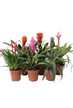 BROMELIA EXOTIC MIX C-12...