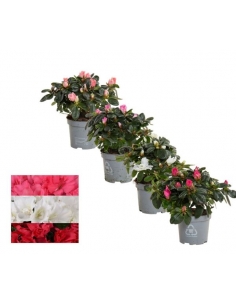 AZALEA MIX C-10 (alt: 17cm)