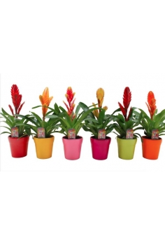 VRIESEA CERÁMICA MIX C-13...