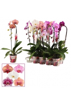 PHALAENOPSIS ARCO MIX C-12...