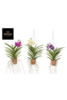 VANDA EXOTIC COLOURS MIX...