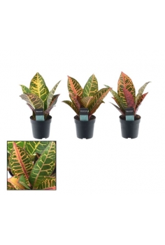 CROTON PETRA MINI C-7 (alt:...