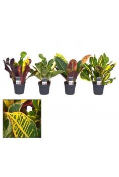 CROTON VARIEGATUM MIX C-7...