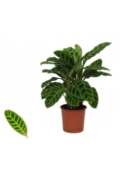 CALATHEA ZEBRINA C-14 (alt:...