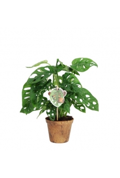 MONSTERA MONKEY BIO-POT...