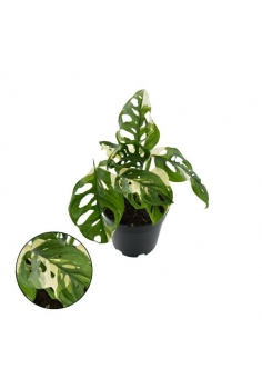 MONSTERA MONKEY MASK THAI...