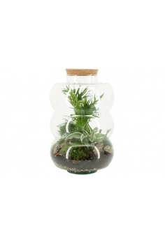 TERRARIO CRISTAL C-21 (alt:...