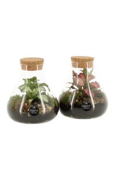 TERRARIO CRISTAL MIX C-10...