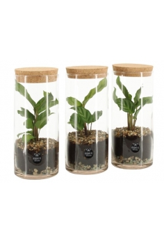 TERRARIO CRISTAL C-9 (alt:...