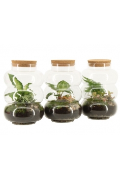 TERRARIO CRISTAL MIX C-17...