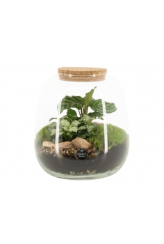 TERRARIO CRISTAL C-19 (alt:...