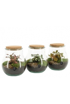 TERRARIO CRISTAL MIX C-16...