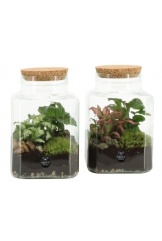 TERRARIO CRISTAL MIX C-13...