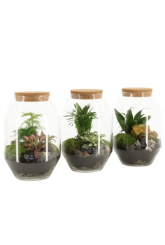 TERRARIO CRISTAL MIX C-17...