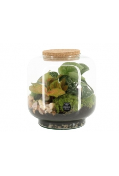 TERRARIO CRISTAL C-17 (alt:...