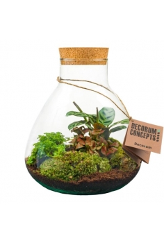 TERRARIO CRISTAL C-24 (alt:...