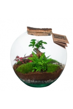 TERRARIO CRISTAL BONSAY...