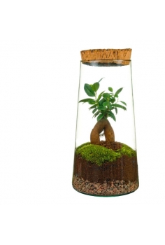 TERRARIO CRISTAL BONSAY...