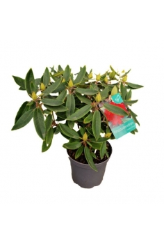 RHODODENDRON ROJO 3L (alt:...