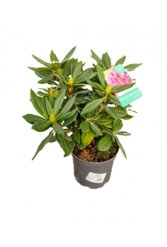 RHODODENDRON ROSA 3L (alt:...