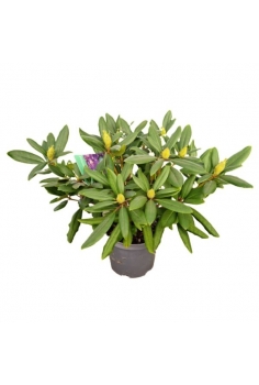 RHODODENDRON LILA 3L (alt:...