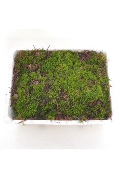 MOLSA CAJA: (40cm x 20cm)...